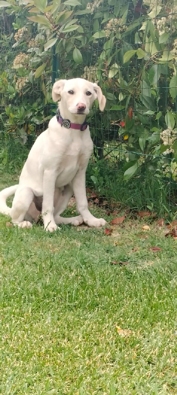 Flo splendida cucciola di 4 mesi cerca casa Foto 7